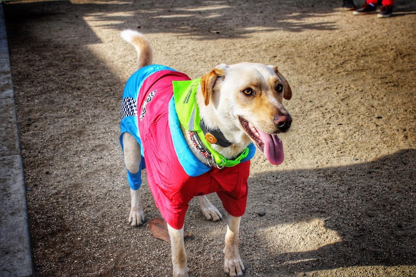 Oakland Athletics Dog Jersey, Dog Collar and Leashes