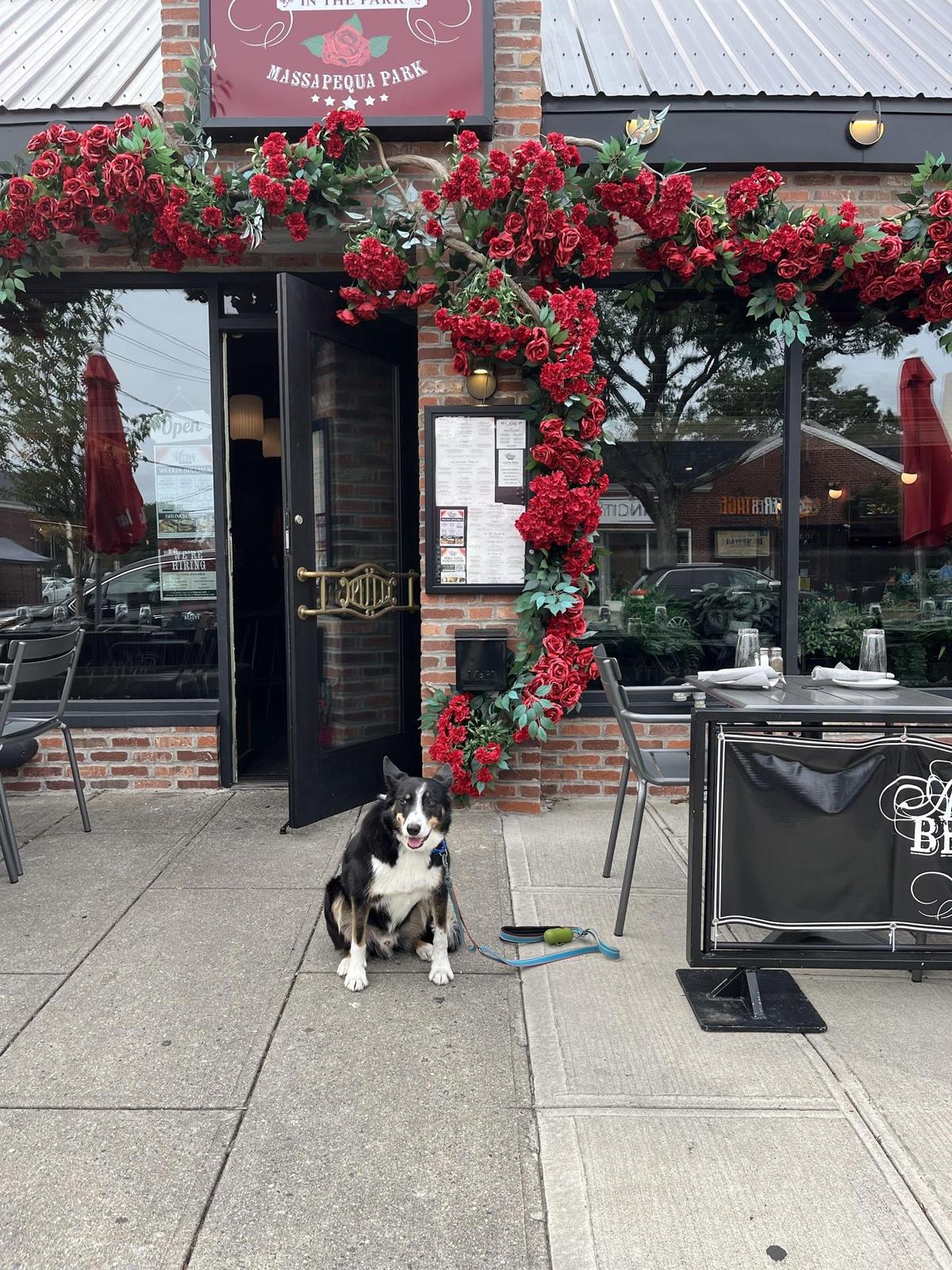 Dog Friendly Restaurants in Massapequa Park NY BringFido