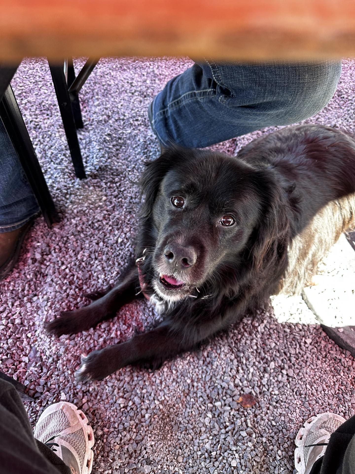 Pet Friendly Iron Forge Brewing Company