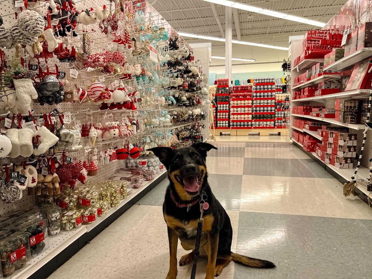 Dog friendly grocery stores near me best sale