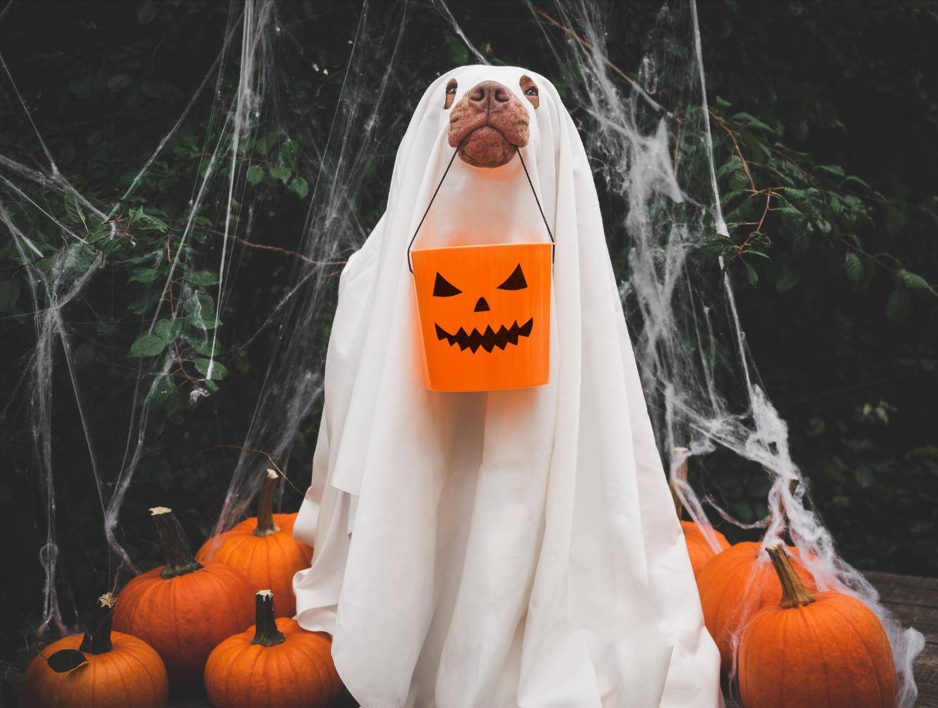 Discover Bradenton's Halloween Pet Costume Contest