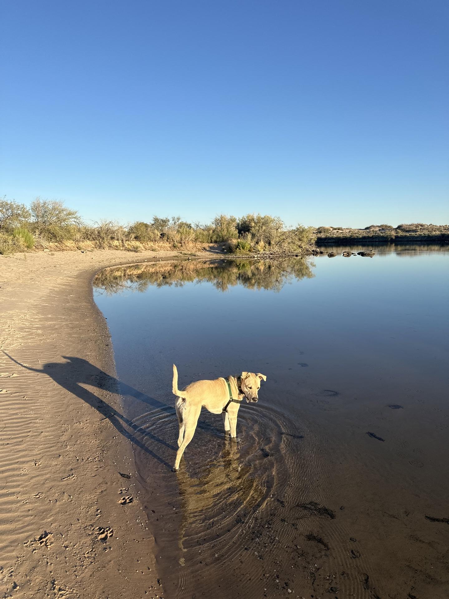 Pet Friendly Colorado River Dog Beach