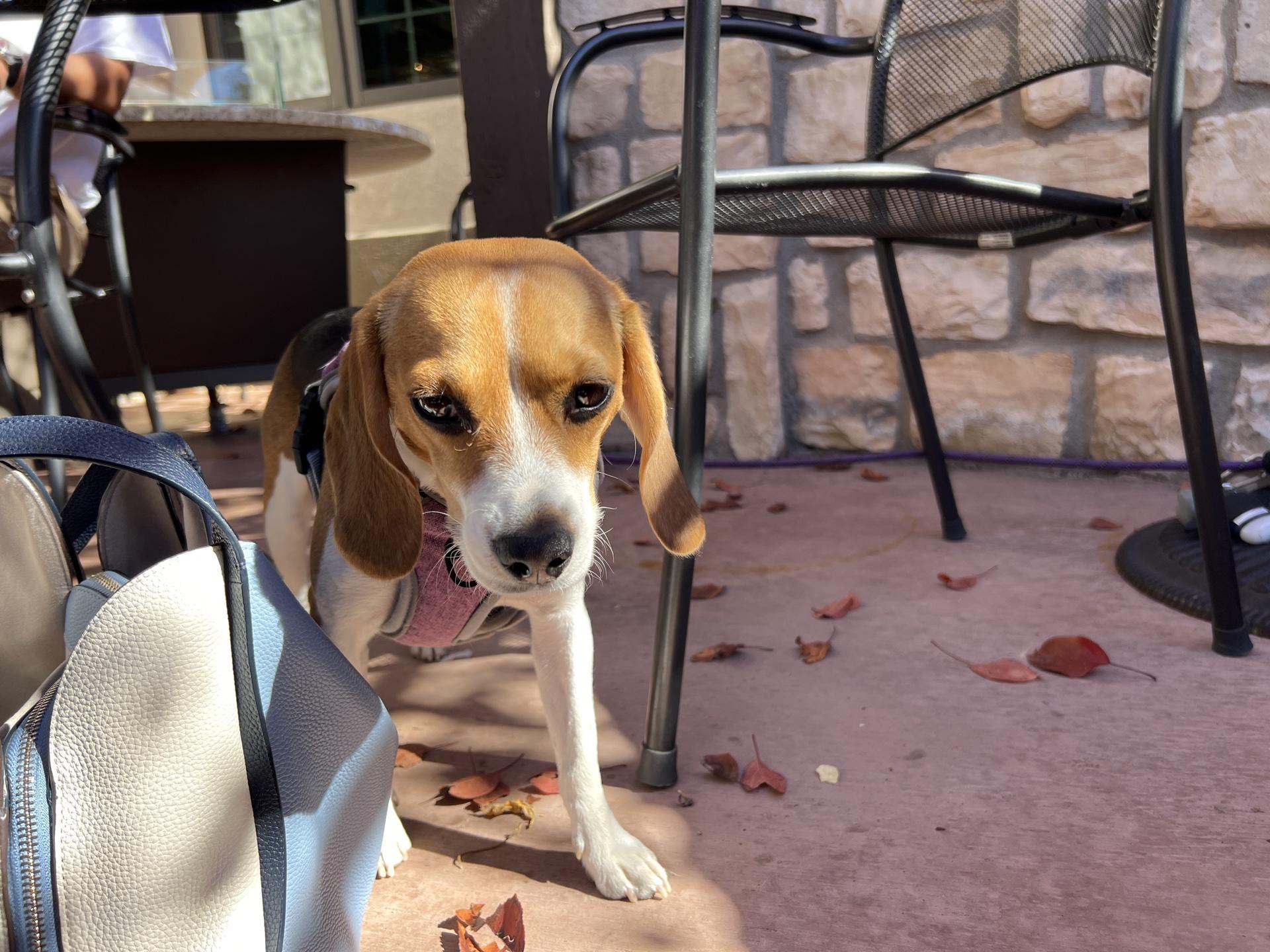 Pet Friendly Coyote's Southwestern Grill