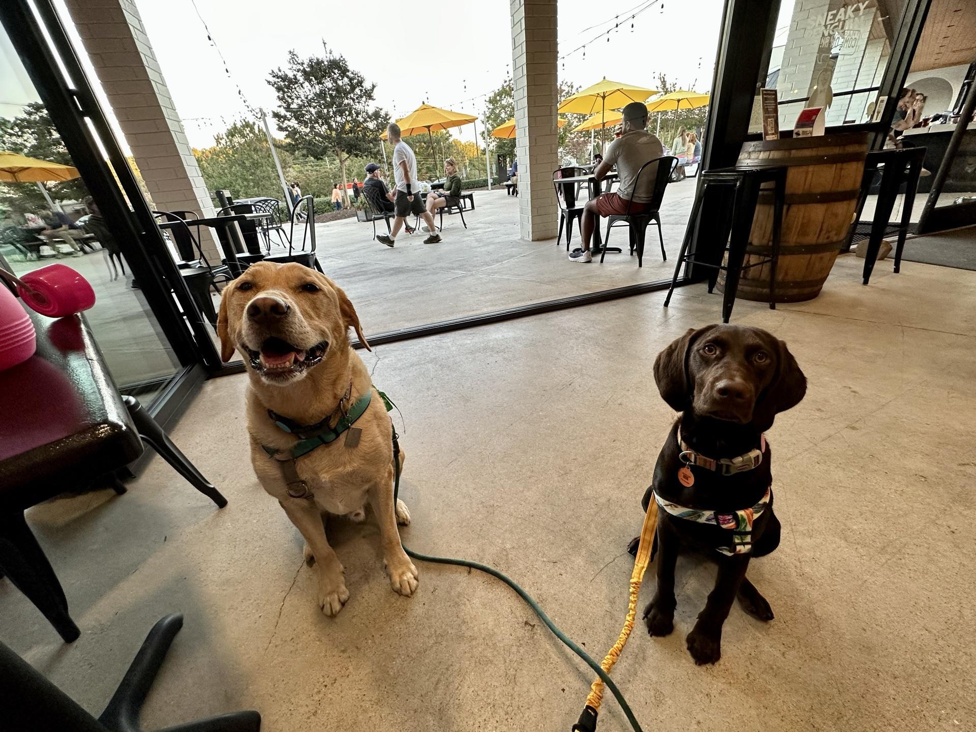 Pet Friendly Sneaky Penguin Brewing Company
