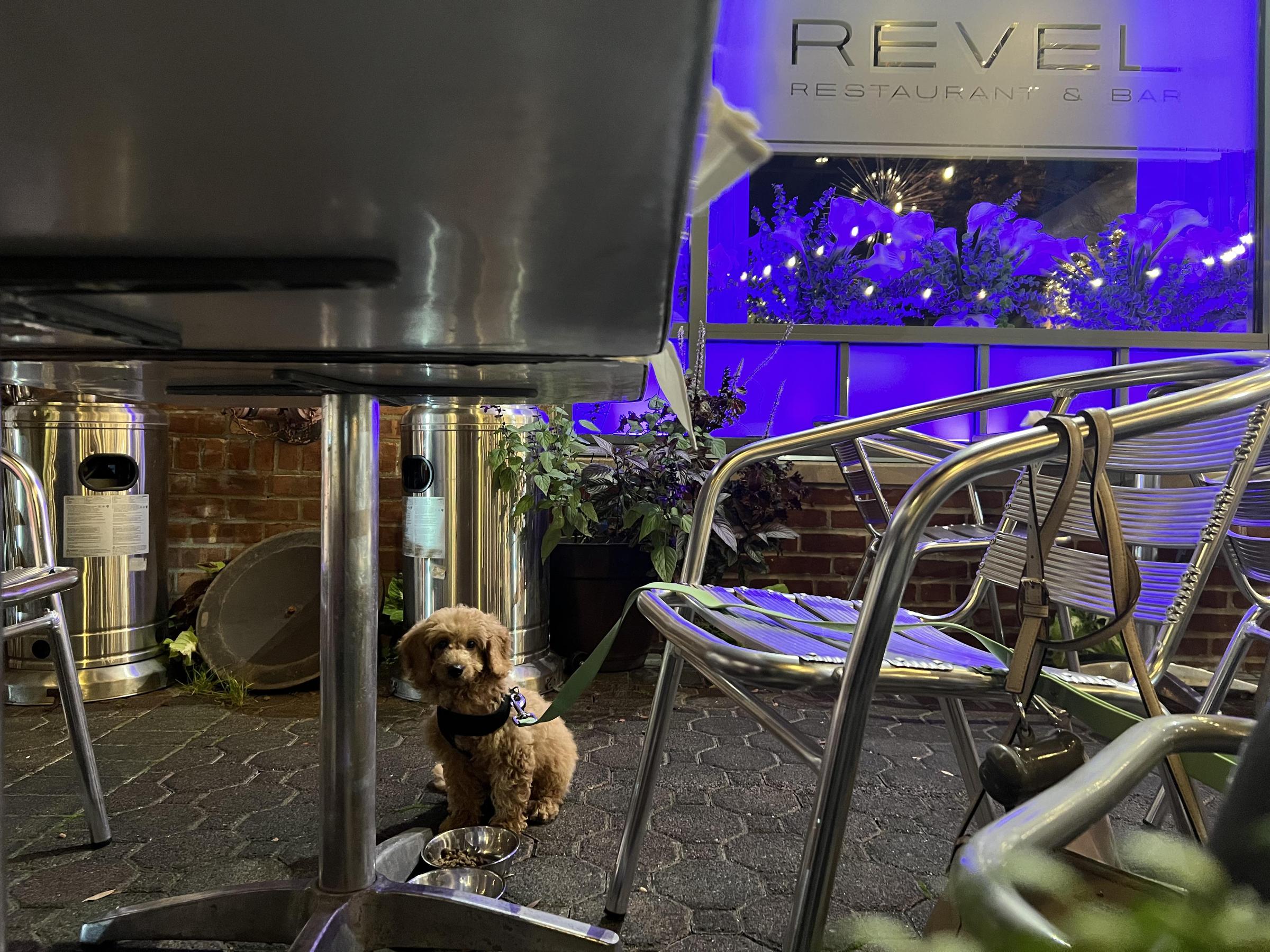 Pet Friendly Revel Restaurant & Bar