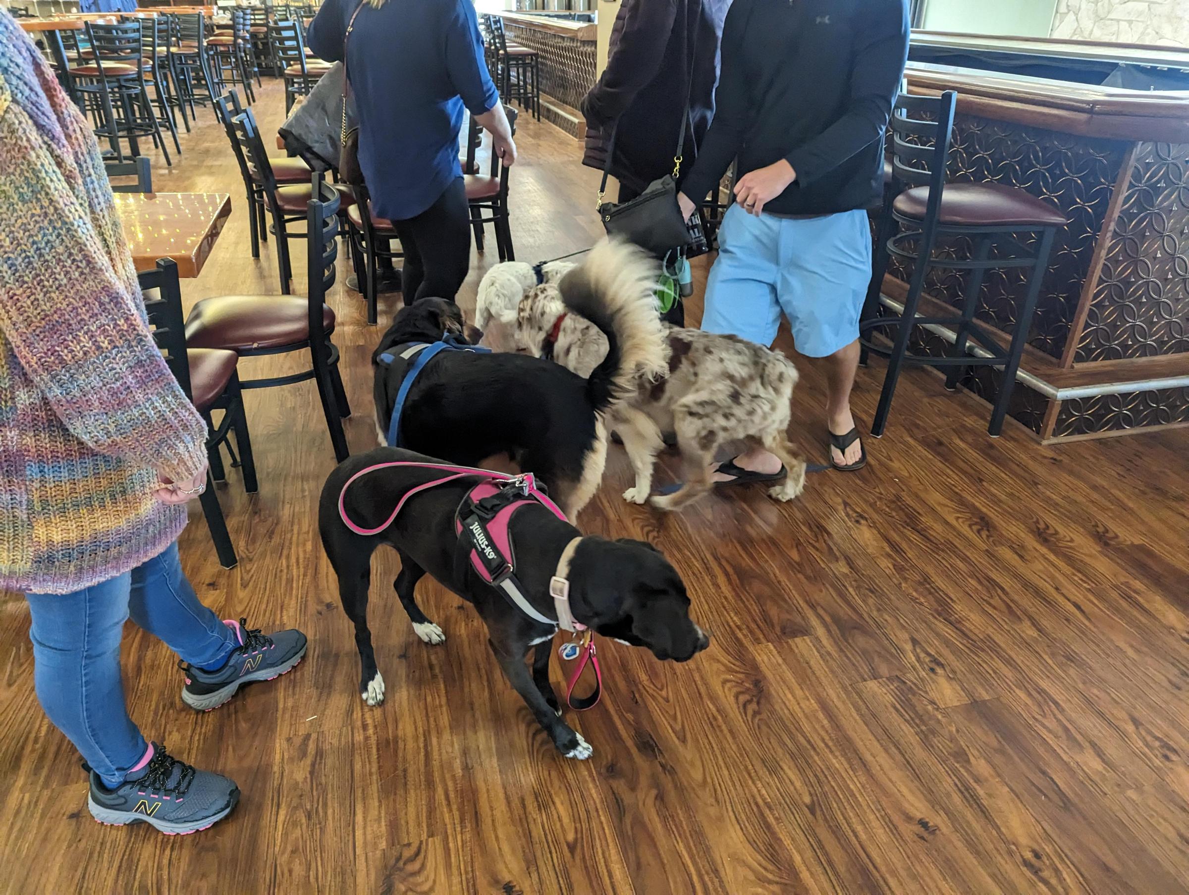 Pet Friendly Garden State Beer Company