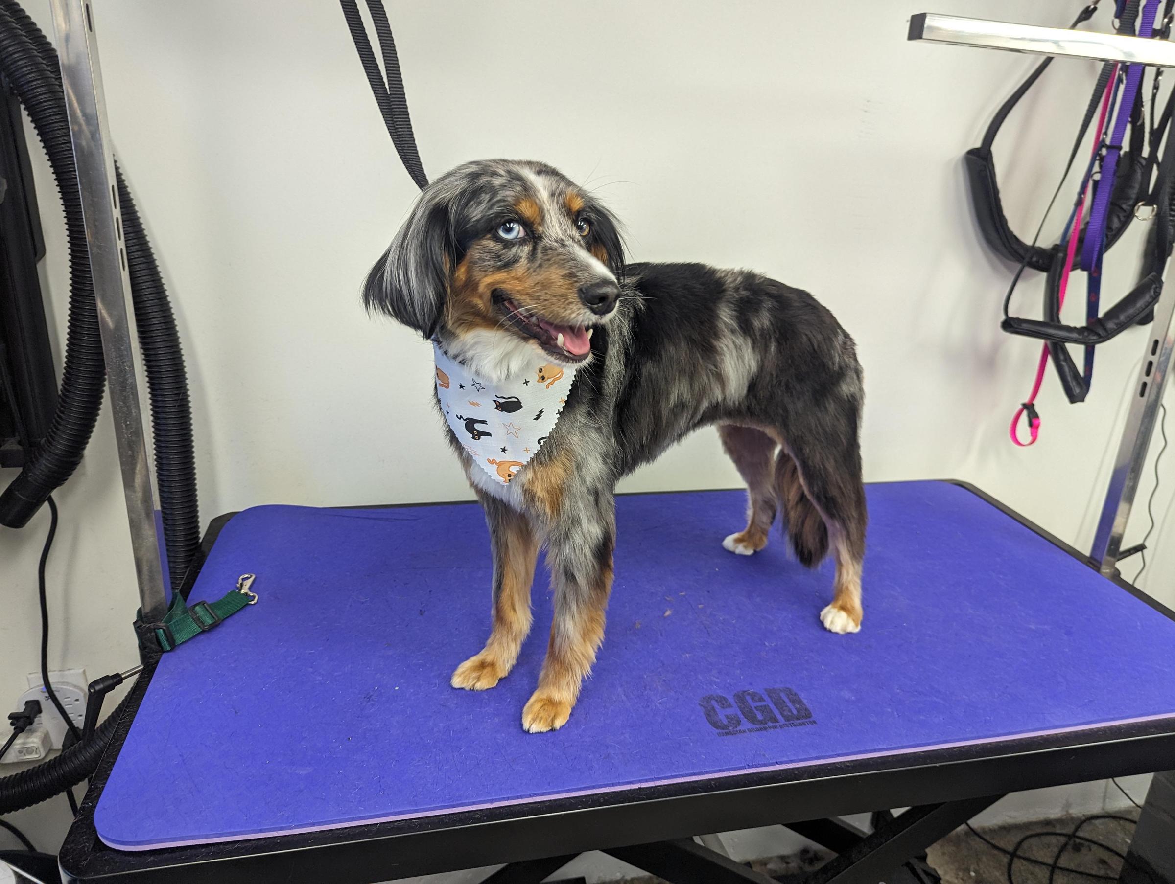 Pet Friendly What The Pup Grooming