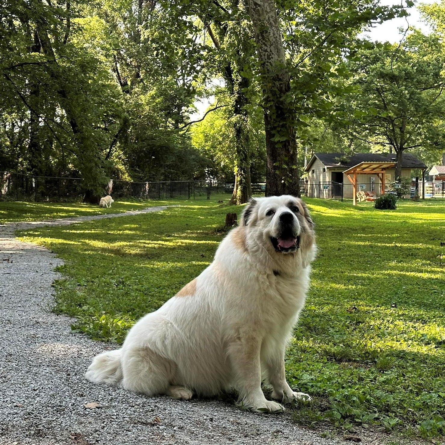 Pet Friendly Bourbon City Bark Park