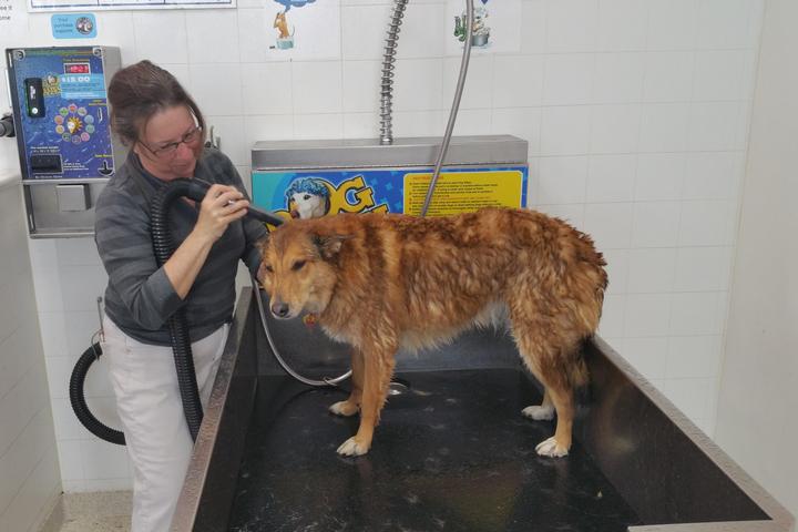 Pet Friendly Pet Wash 24