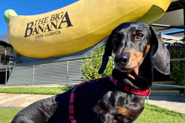 Pet Friendly The Big Banana Fun Park