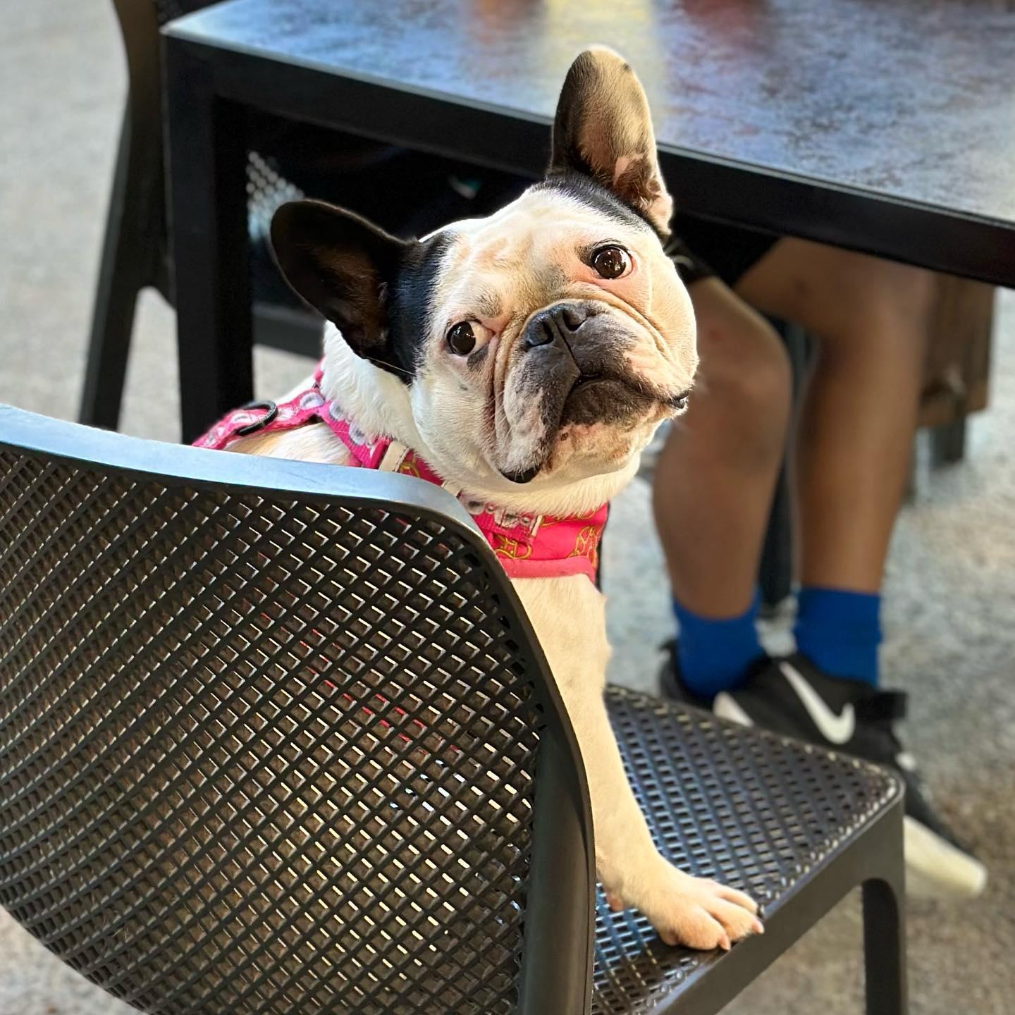 Pet Friendly Canning River Cafe