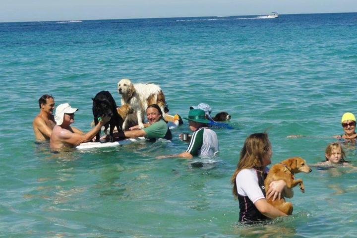 Pet Friendly Hillarys Dog Beach