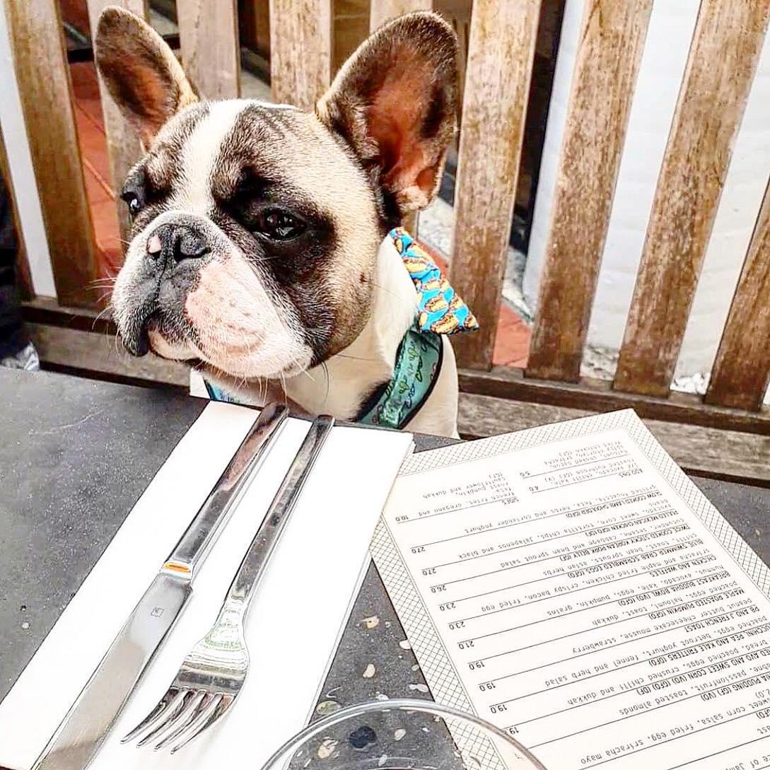 Pet Friendly Whistle and Flute Cafe