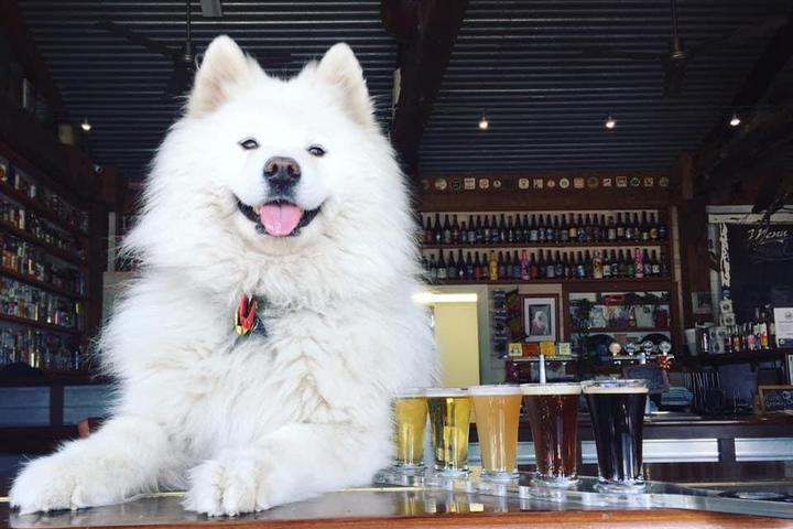 Pet Friendly Smiling Samoyed Brewery