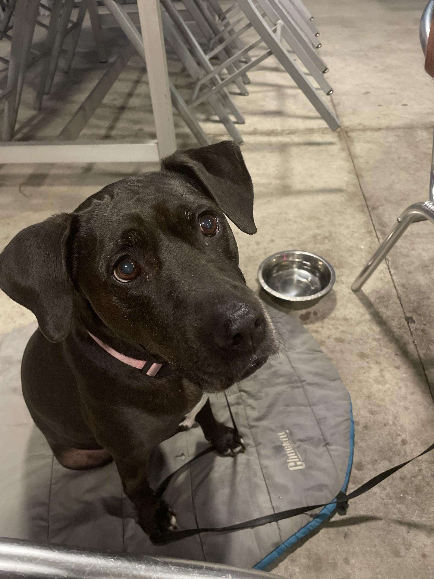 Island Wing Company Gulf Shores Pet Policy