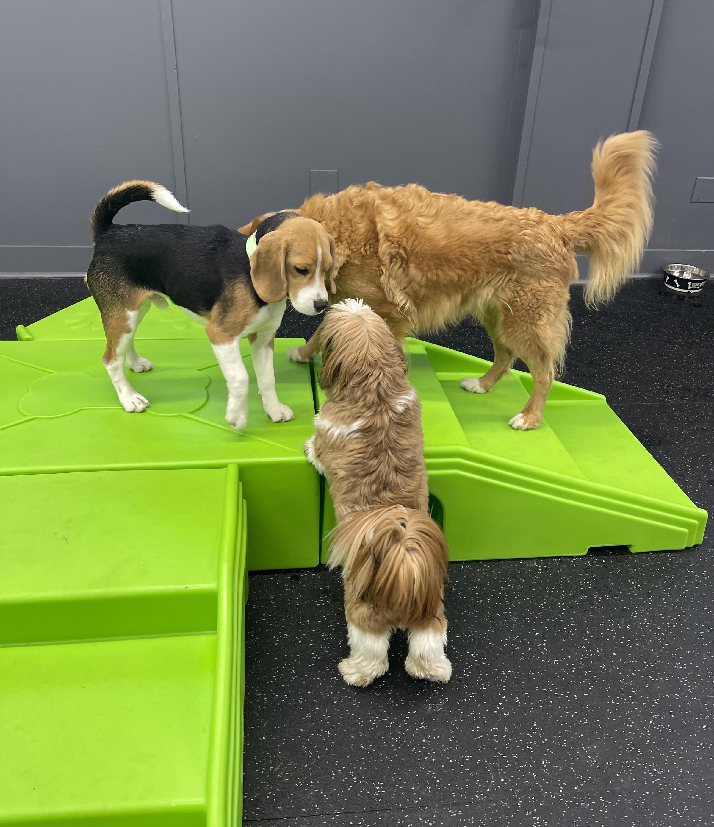 Pet Friendly Room For Paws Pet Resort