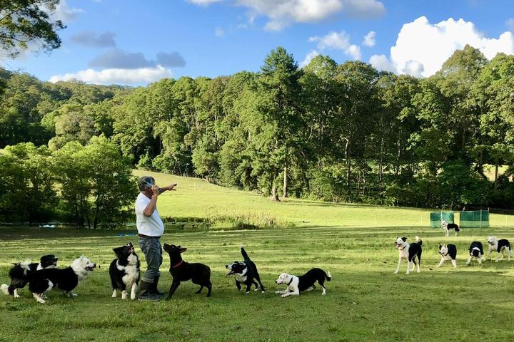 Pet Friendly Sheep Herding for City Dogs