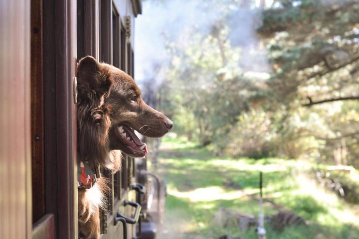 Pet Friendly Puffing Billy Dog Express