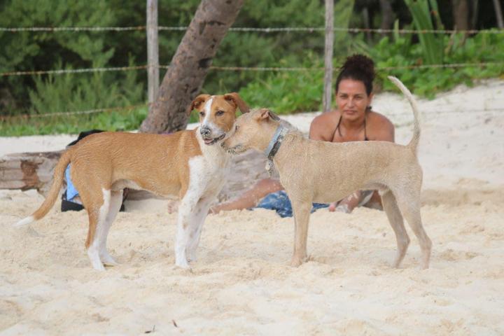 Pet Friendly Dog Beach Playa del Carmen