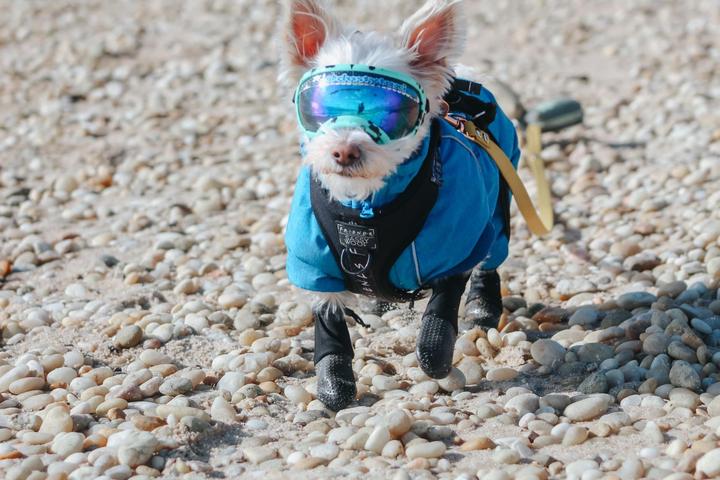 Dog Friendly Beaches in Port Jefferson, NY - BringFido
