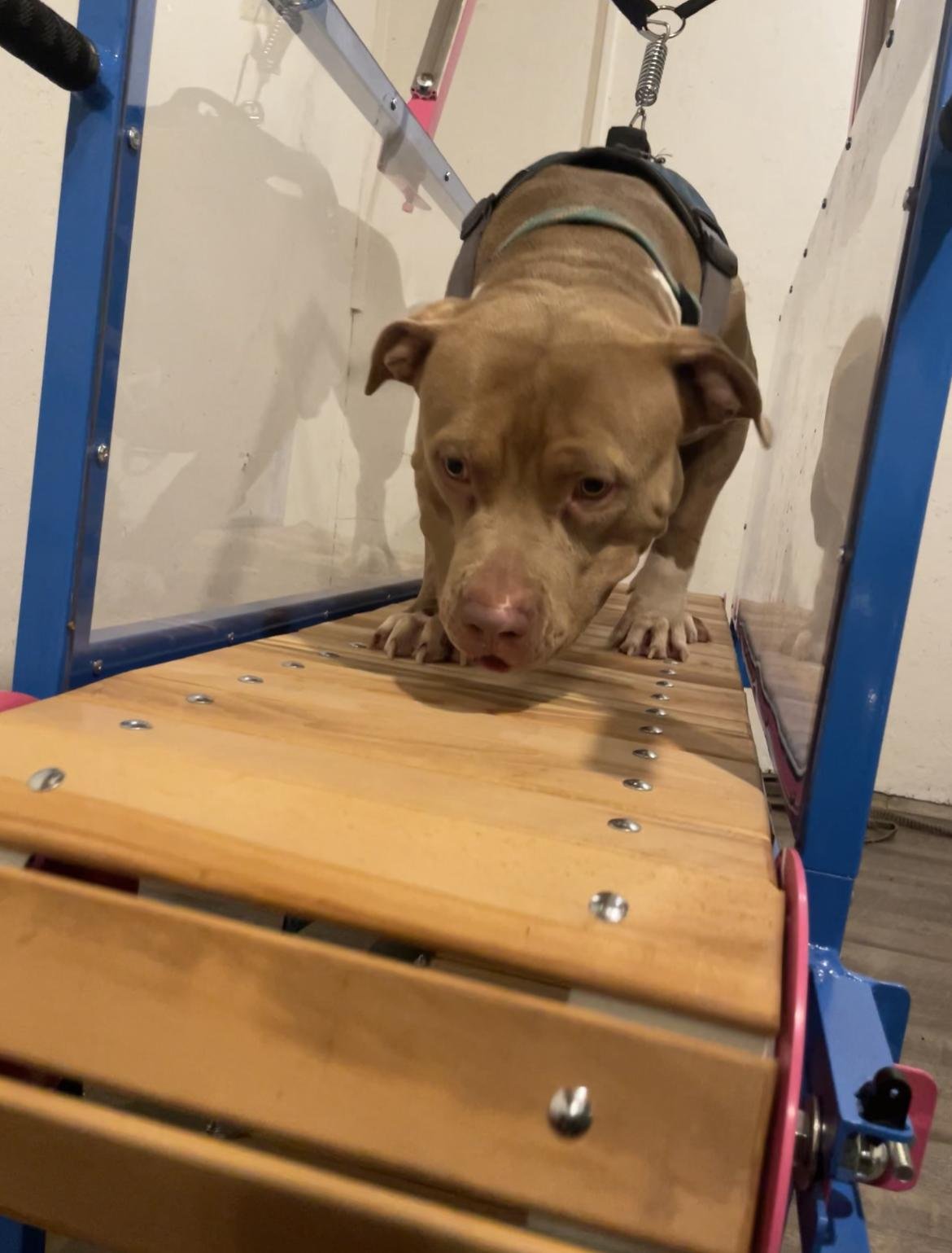 A Pitbull trying out Paws Here Pet Exercise, a mobile company in Decatur, GA.