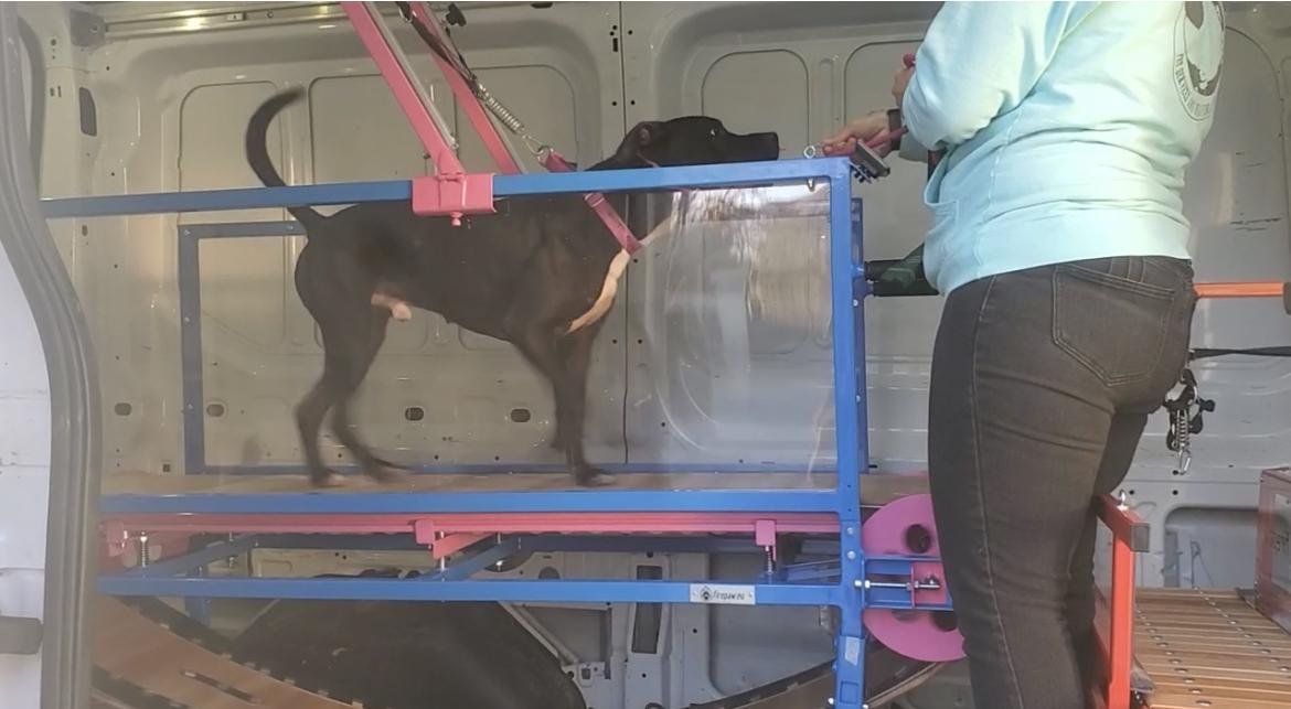 Fido on the treadmill at Paws Here Pet Exercise in Decatur, GA.