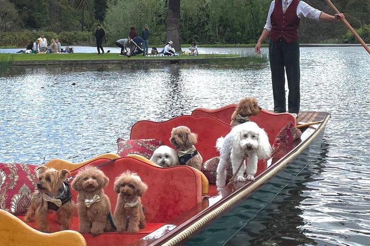 Pet Friendly Punting on the Lake