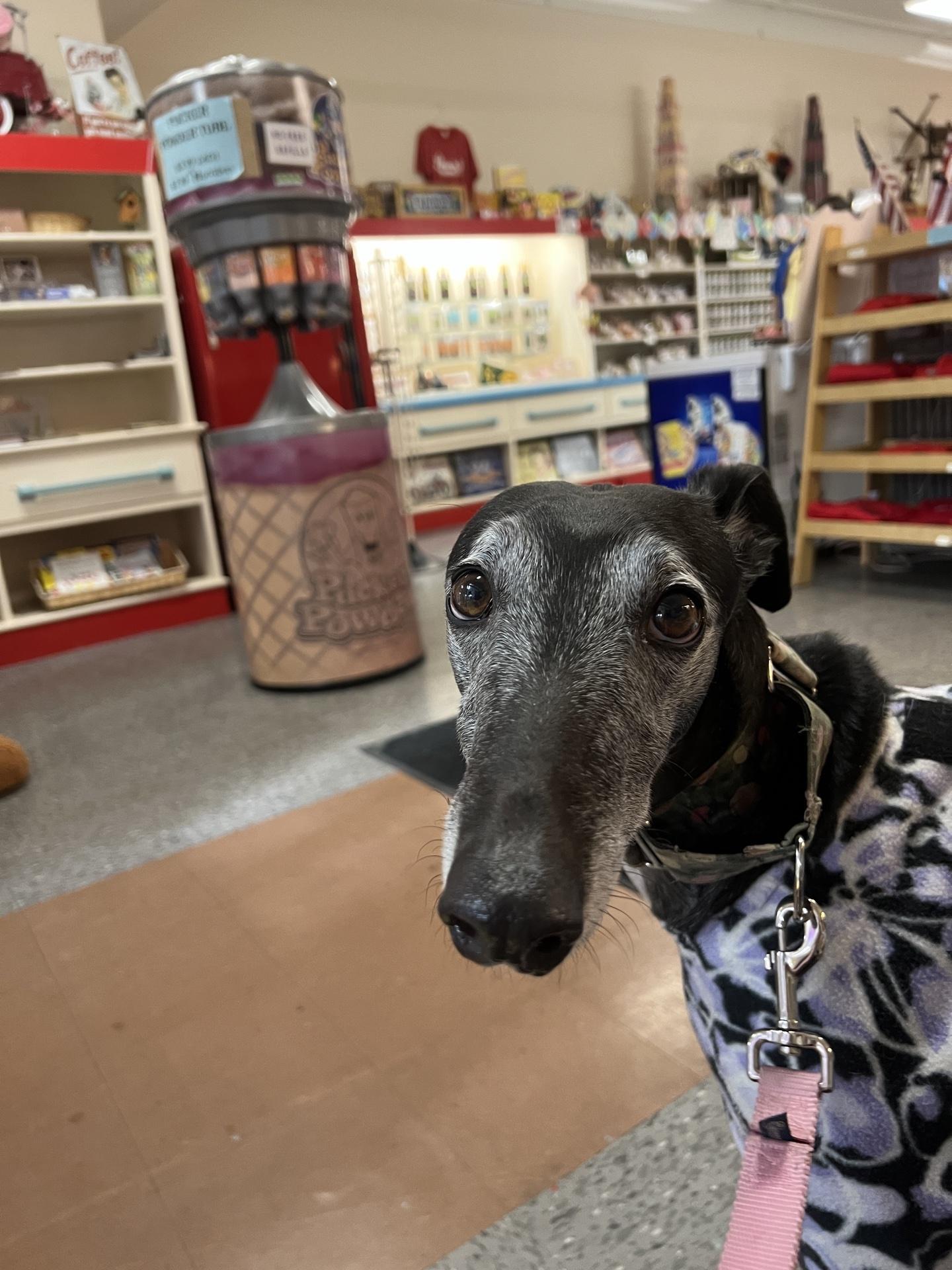 Pets Corner Barnes, Your Best Reviewed Local Pet Shop