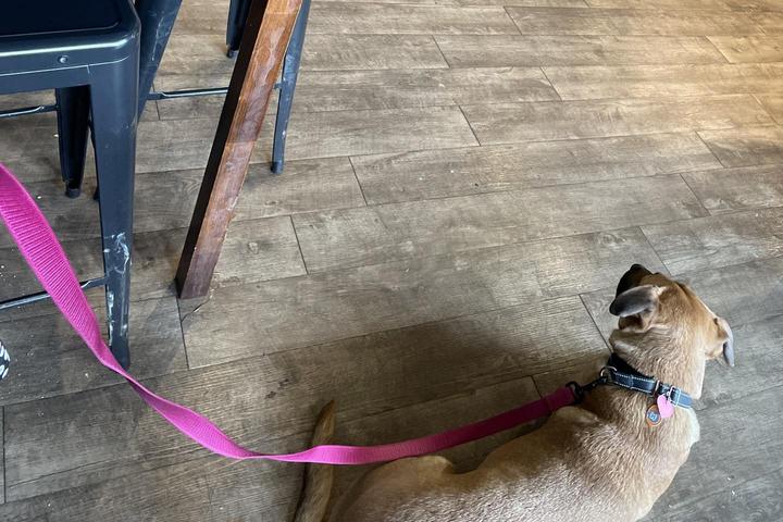 Pet Friendly Back Country Market and Cafe