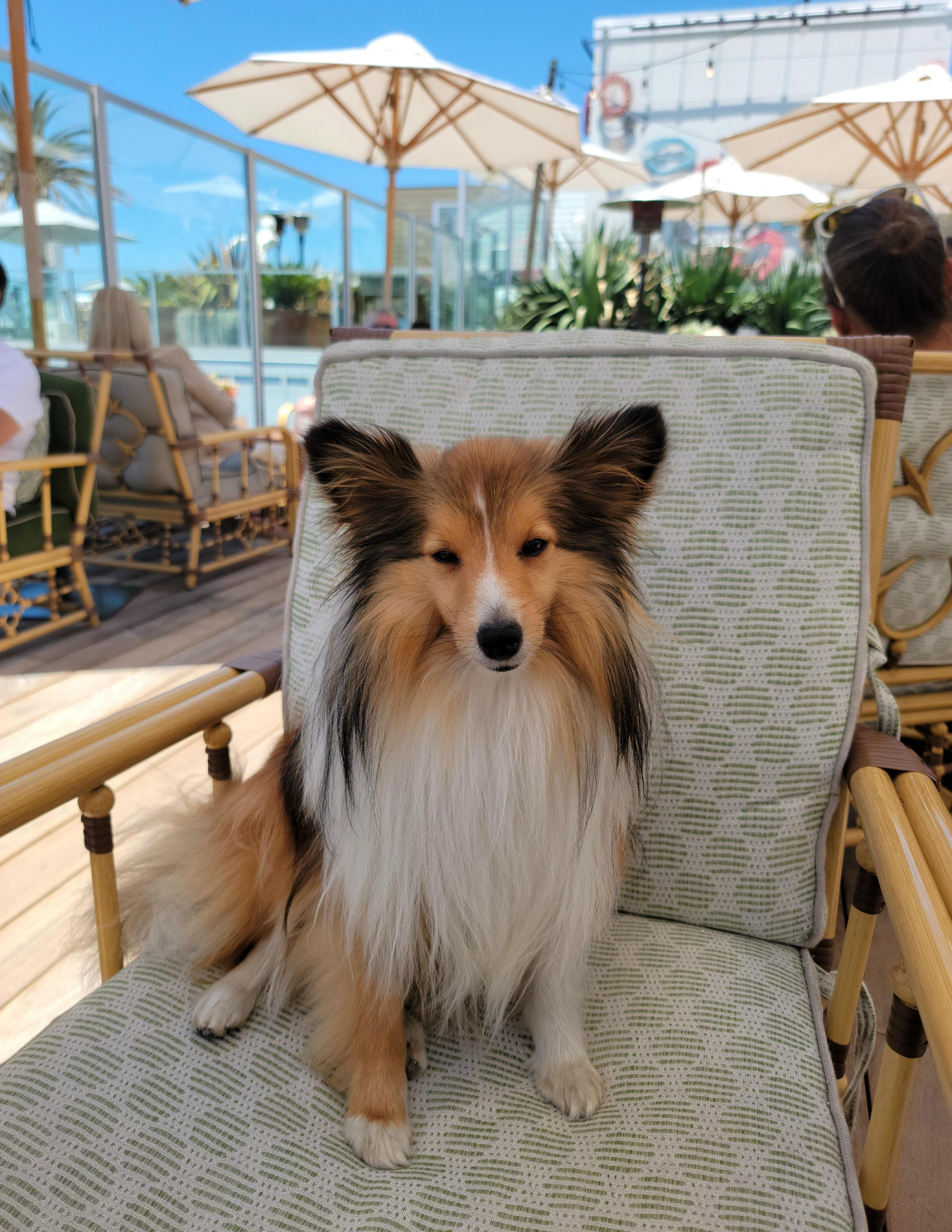 Pet Friendly The Rooftop Bar