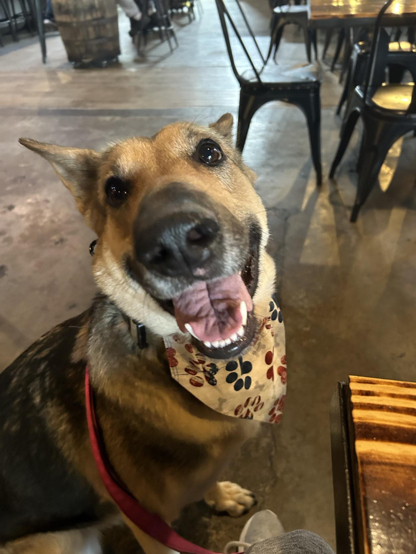 Pet Friendly Old Armor Beer Company