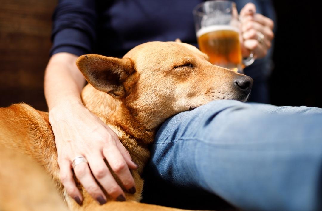Pet Friendly DogBerry Brewing