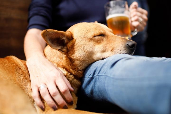 Pet Friendly DogBerry Brewing