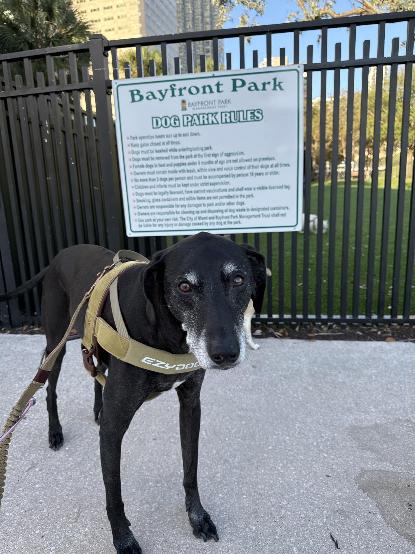 Pet Friendly Dog Park at Bayfront Park