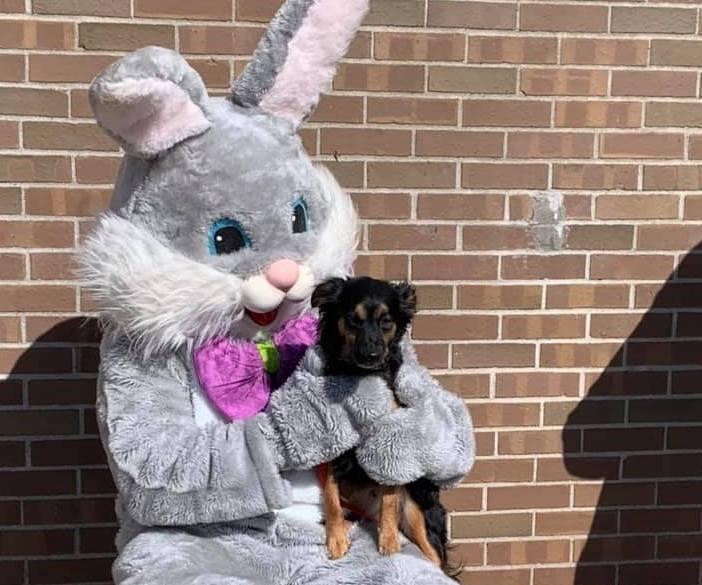 Pet Friendly Doggie Spring Egg Hunt