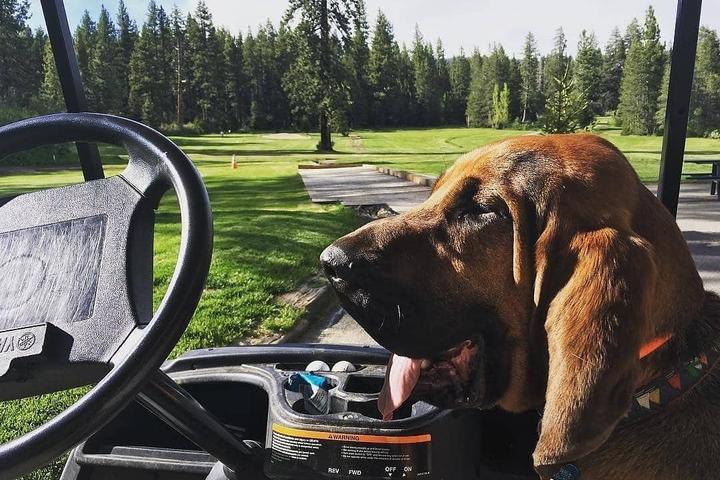 Pet Friendly Tahoe City Golf Course