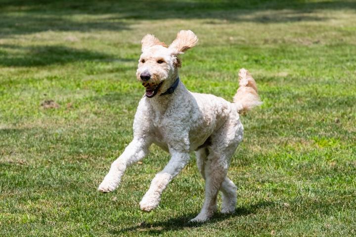 Pet Friendly Alpha Dog Fun Runs at Larkin's Run