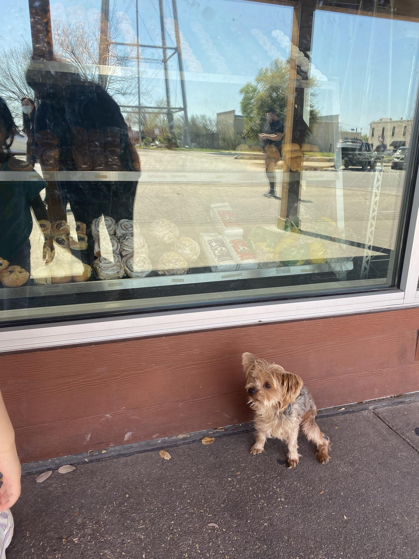 Pet Friendly Round Rock Donuts