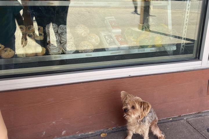 Pet Friendly Round Rock Donuts