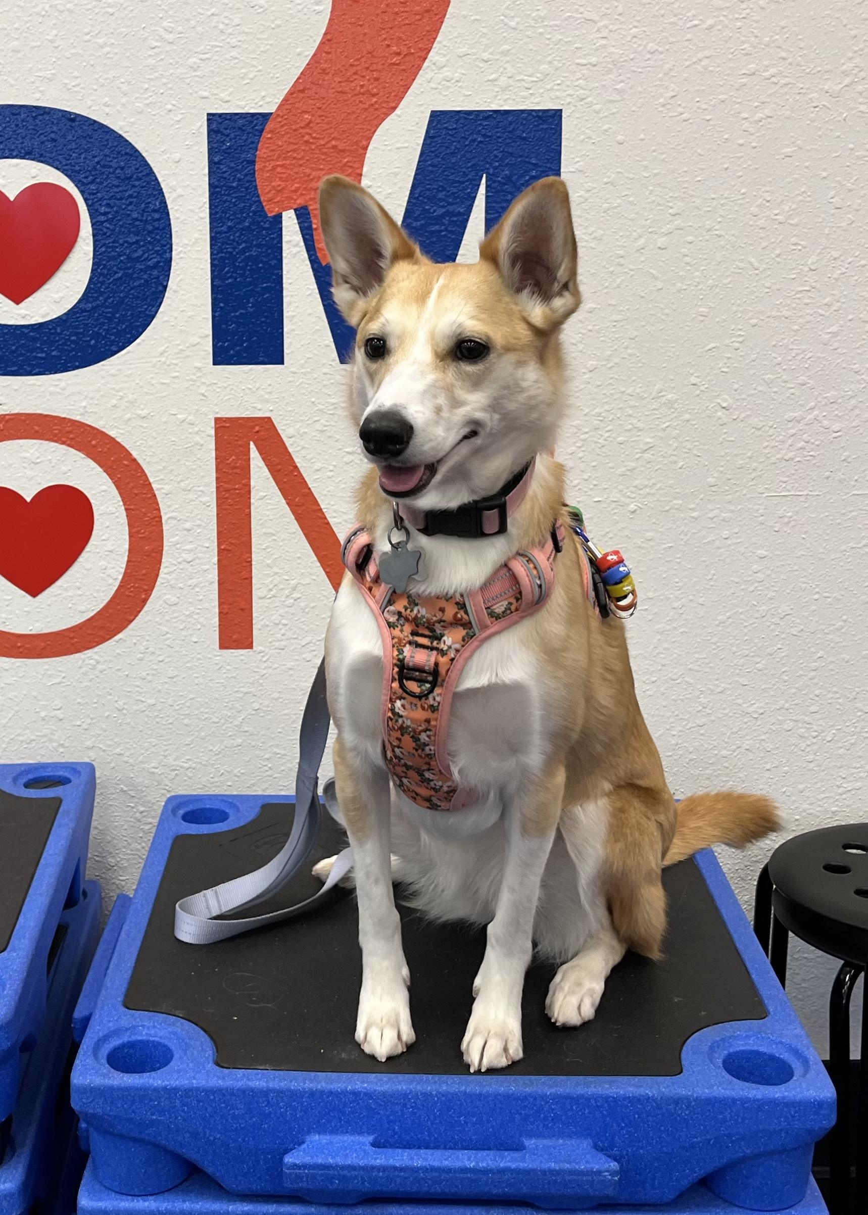 Pet Friendly Zoom Room Dog Training Fort Worth – Hulen Bend