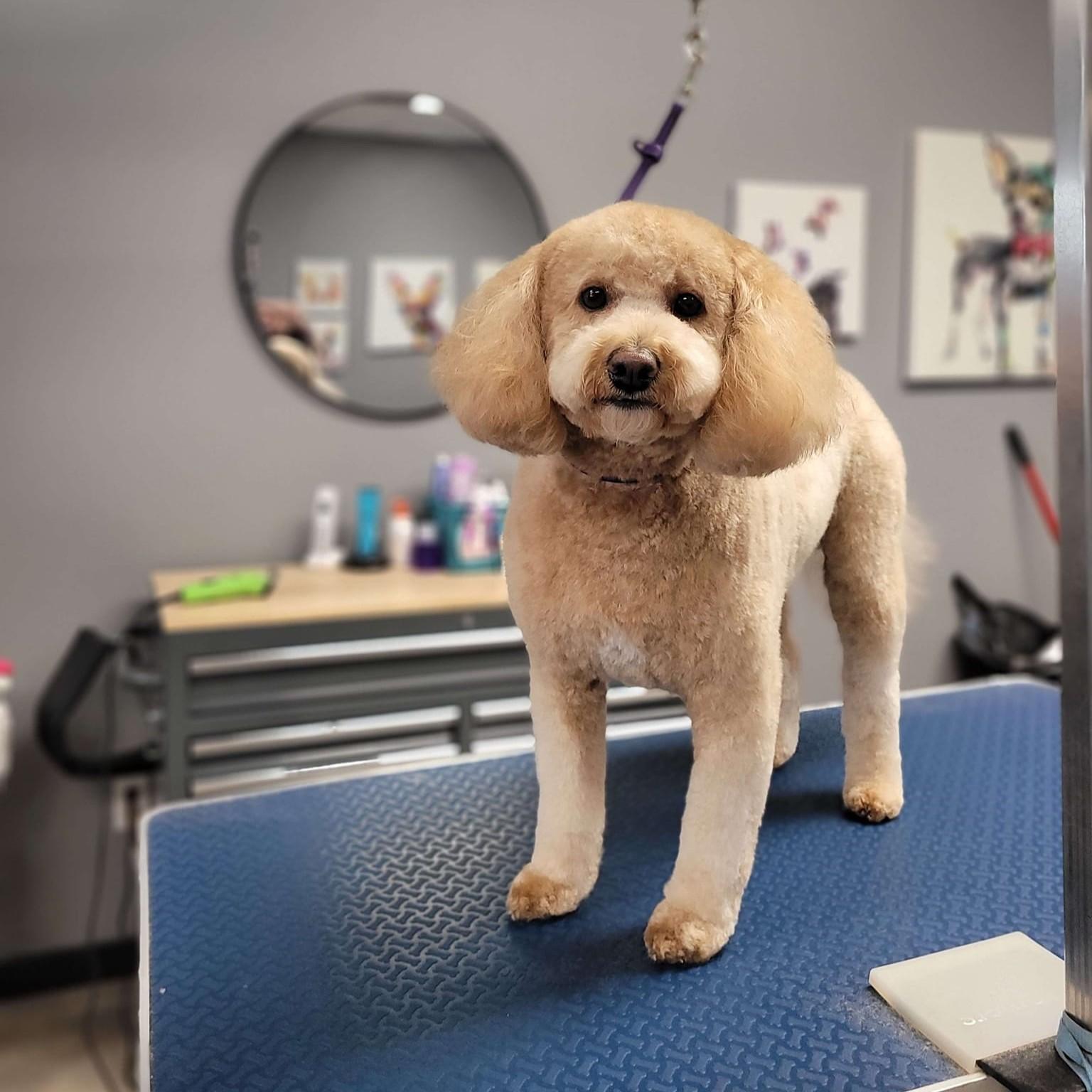 Pet Friendly Shear Standards of Grooming