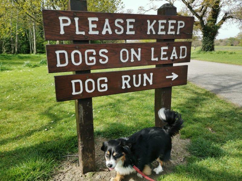 Pet Friendly Dog Park at Corkagh Park