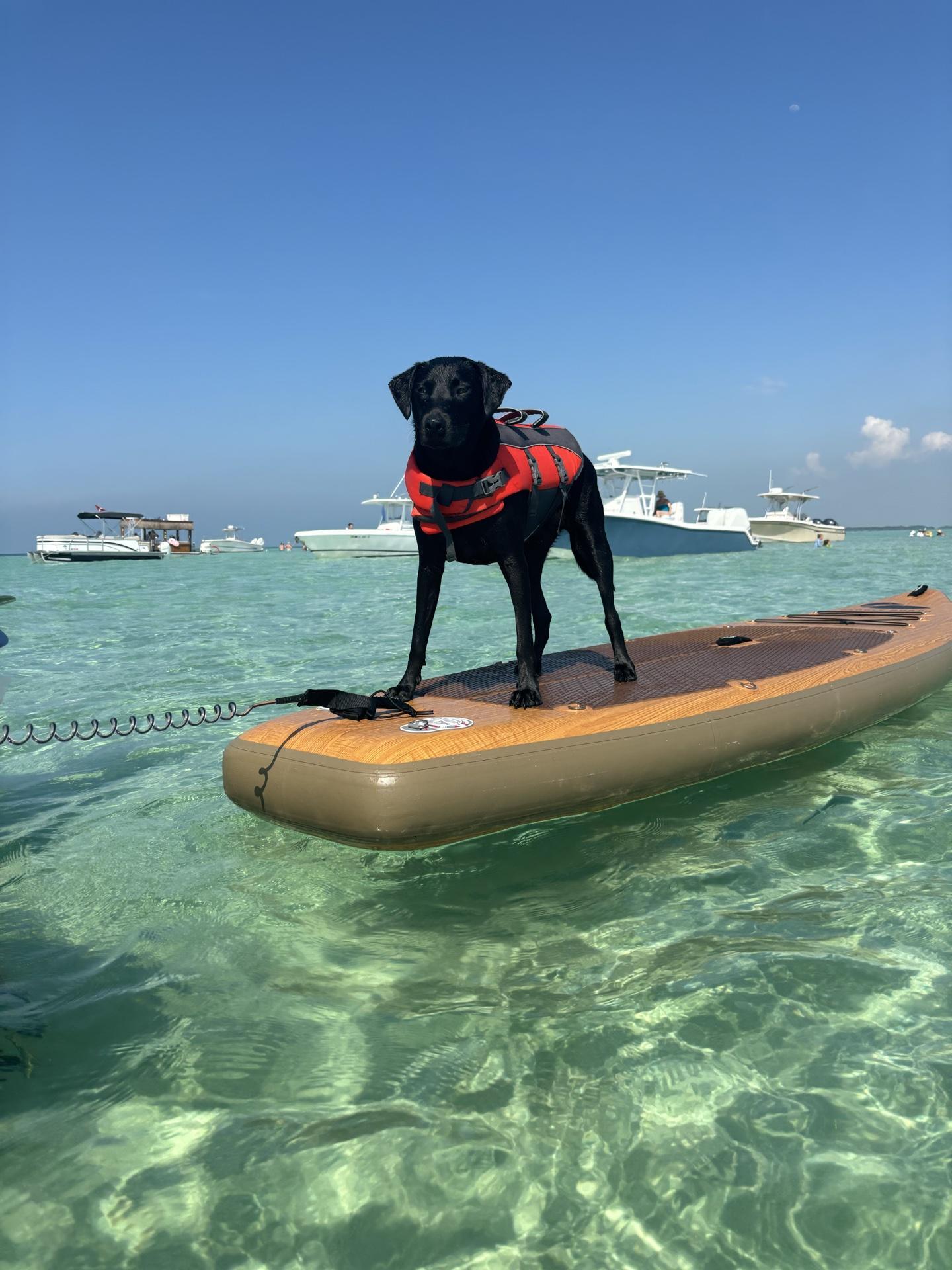 Pet Friendly Stock Island Charters