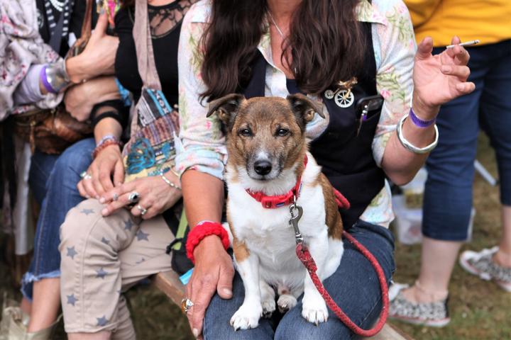 Pet Friendly Red Rooster Festival