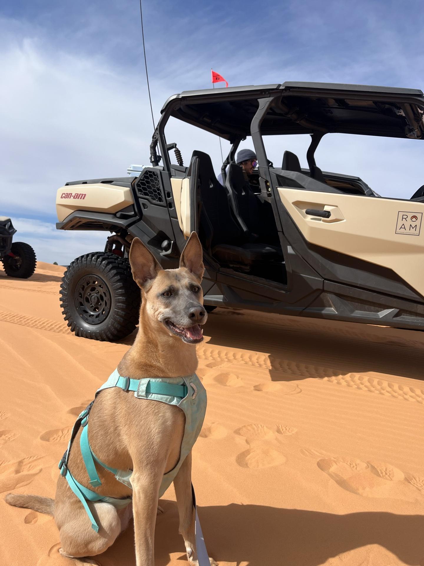 Pet Friendly Coral Pink Sand Dunes State Park