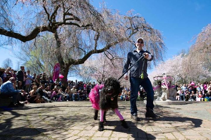 Pet Friendly “Pretty in Pink” Pet Costume Contest at Subaru Cherry Blossom Festival