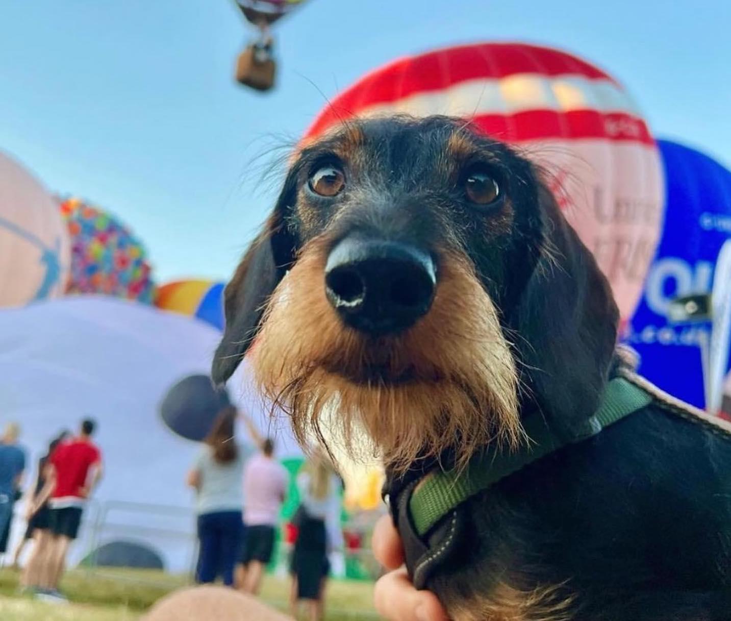 Pet Friendly Bristol International Balloon Fiesta
