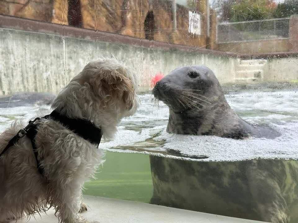 Pet Friendly Cornish Seal Sanctuary