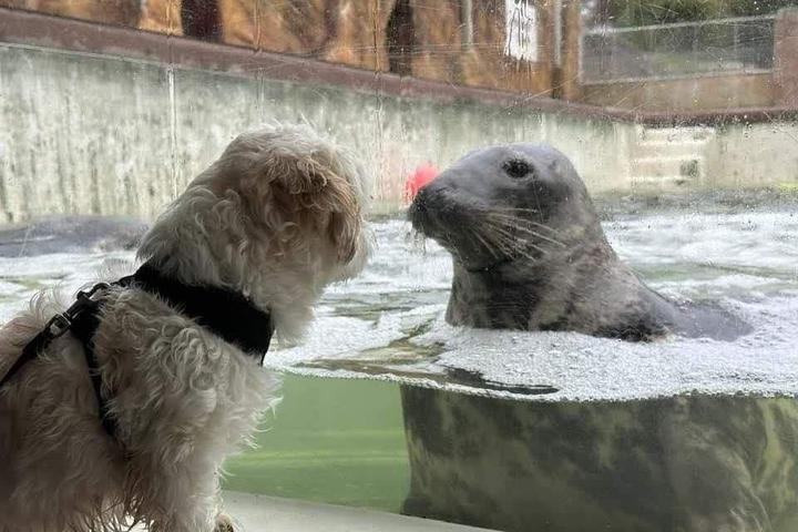 Pet Friendly Cornish Seal Sanctuary