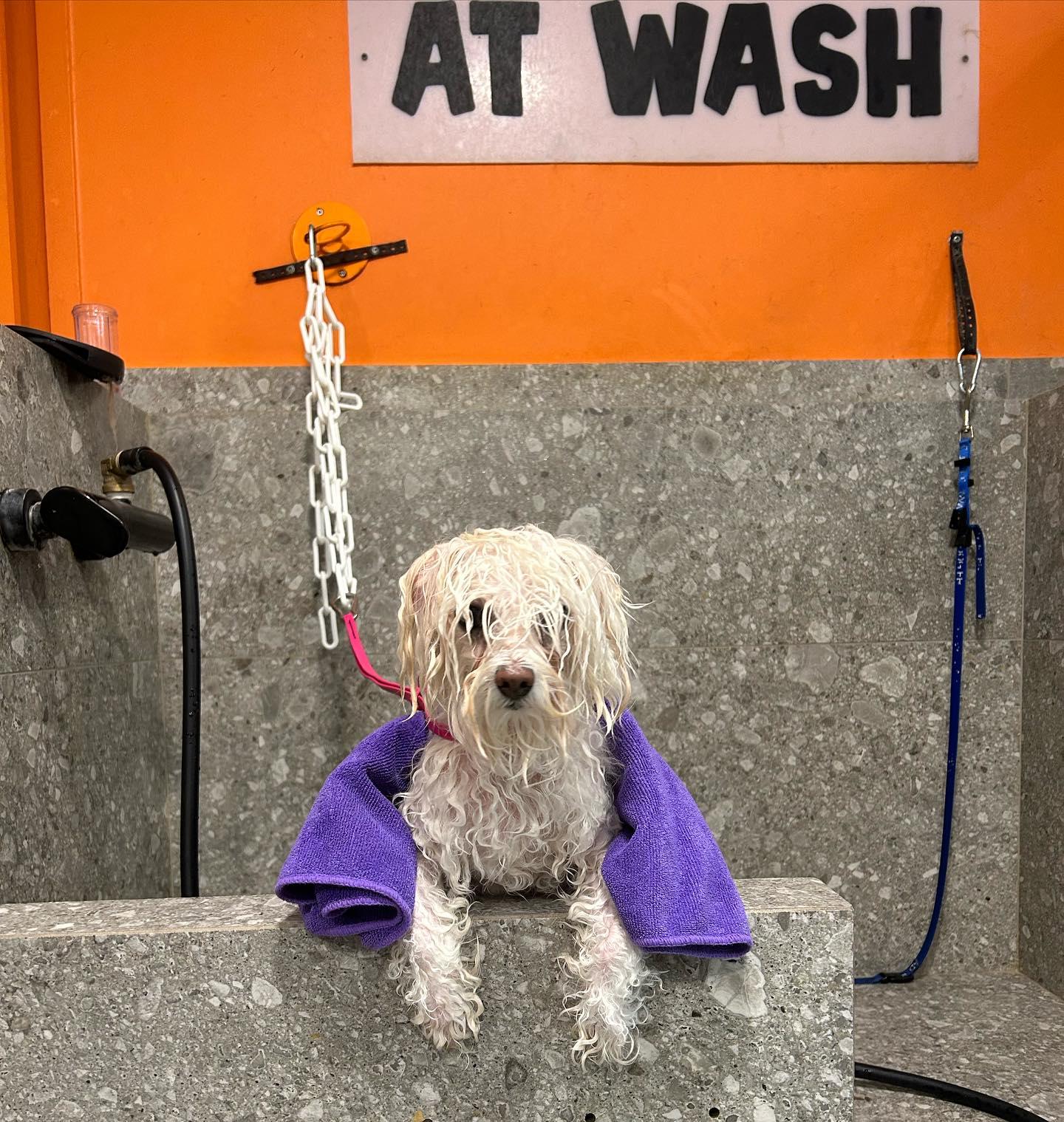 Pet Friendly Pups At Wash (PAW)